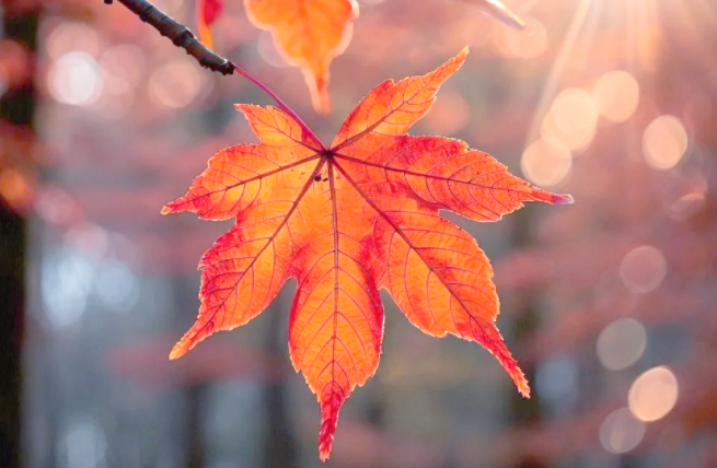 北京香山红叶将迎最佳观赏期(2025全国赏红叶地图攻略) 北京香山红叶将迎最佳观赏期(2025全国赏红叶地图攻略)