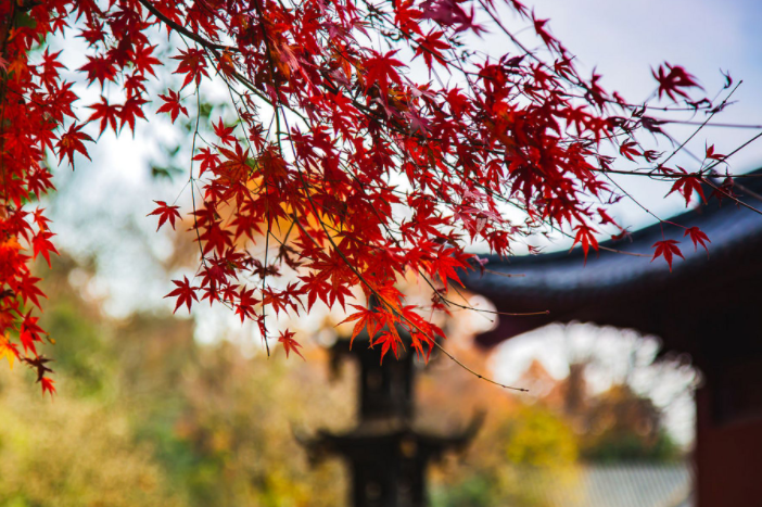 北京香山红叶将迎最佳观赏期(2025全国赏红叶地图攻略) 北京香山红叶将迎最佳观赏期(2025全国赏红叶地图攻略)