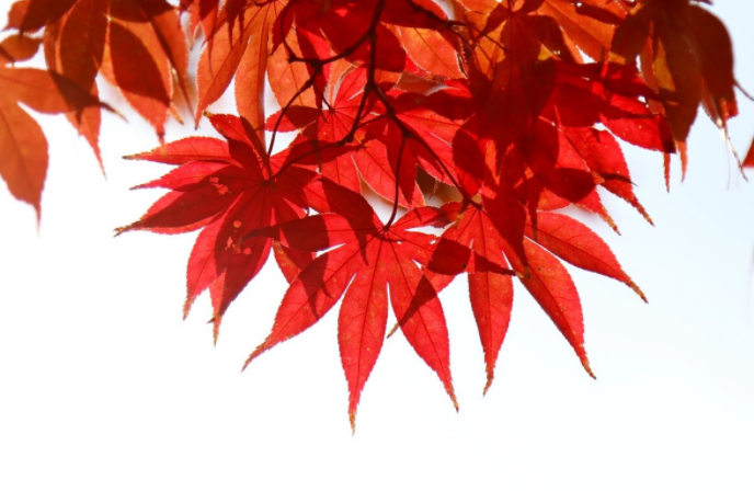 北京香山红叶将迎最佳观赏期(2025全国赏红叶地图攻略)