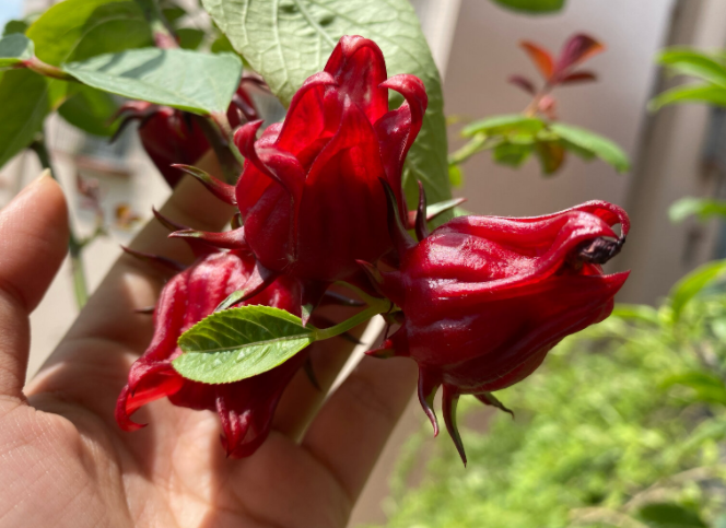 经期吃洛神果可以补血吗(洛神果的铁含量高吗) 经期吃洛神果可以补血吗(洛神果的铁含量高吗)