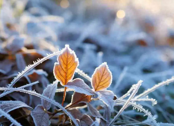今日霜降气温由凉转寒(霜降养生注意三防一养)