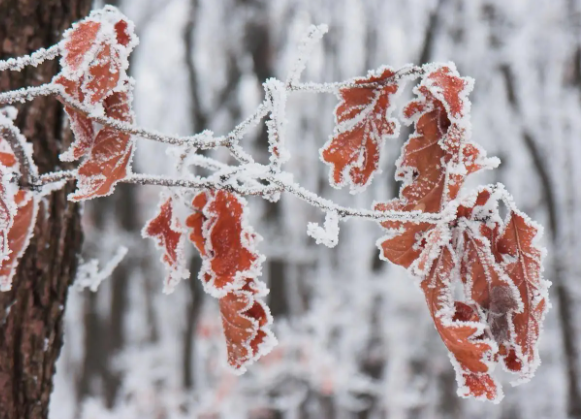 今日霜降气温由凉转寒(霜降过完就是冬天吗) 今日霜降气温由凉转寒(霜降过完就是冬天吗)