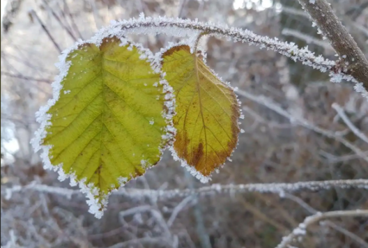 今日“霜降” 气温由凉转寒 霜降后昼夜温差显著增大