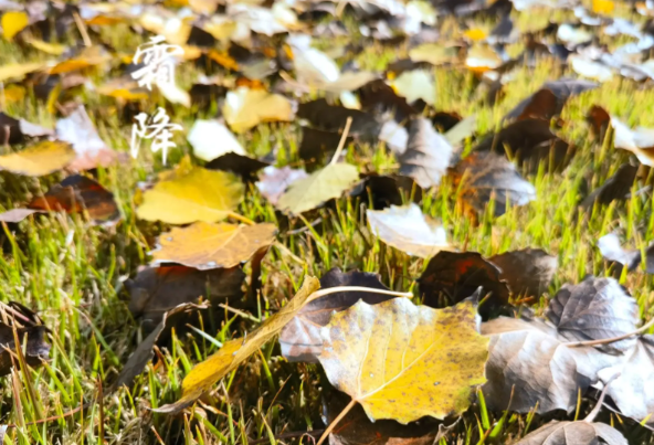 今日“霜降” 气温由凉转寒 霜降后昼夜温差显著增大