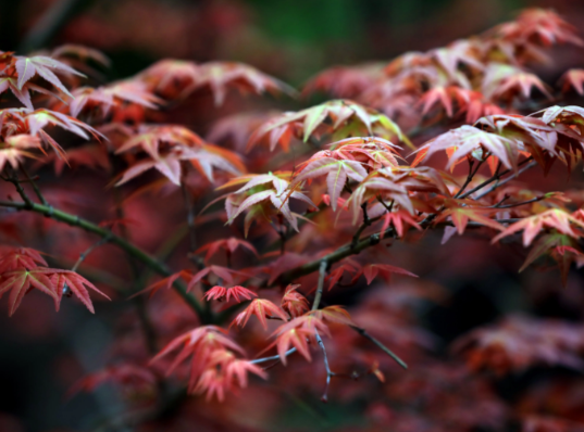 今日“霜降” 气温由凉转寒 霜降后昼夜温差显著增大