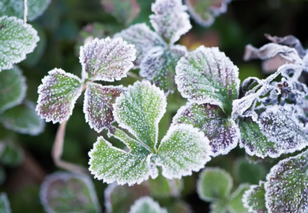 今日霜降气温由凉转寒(霜降过完就是冬天吗) 今日霜降气温由凉转寒(霜降过完就是冬天吗)