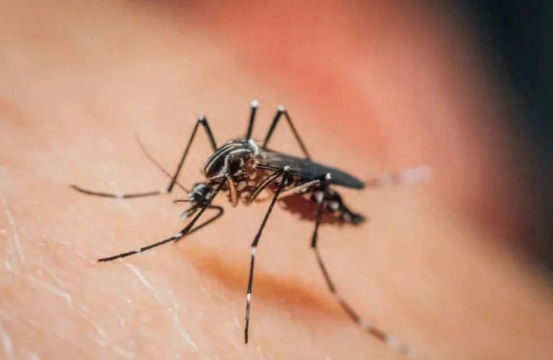 香港通报首例基孔肯雅热死亡病例 我国现阶段基孔肯雅热防控情况如何