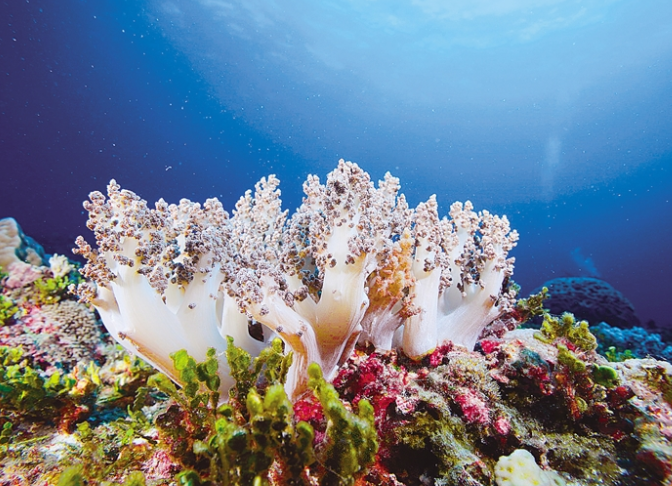 地球逼近第一个危险的气候临界点(第一个气候临界点是啥类型) 地球逼近第一个危险的气候临界点(第一个气候临界点是啥类型)