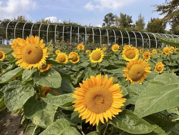 捡秋有风险尝鲜需谨慎!秋季哪些野味不能吃？