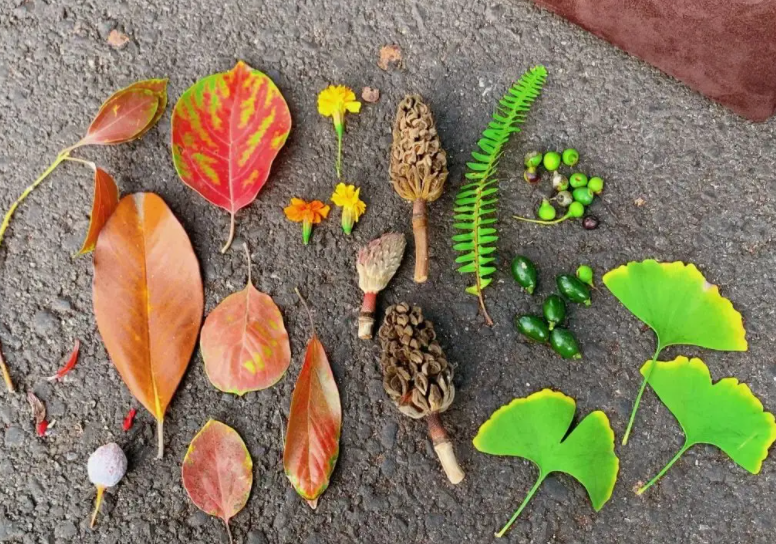 捡秋有风险尝鲜需谨慎!秋季哪些野味不能吃？