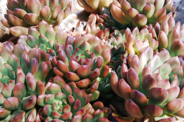 秋季为何越来越短了(今年南北季节体验差异显著)