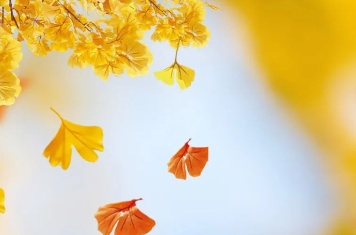 秋季为何越来越短了(今年南北季节体验差异显著)