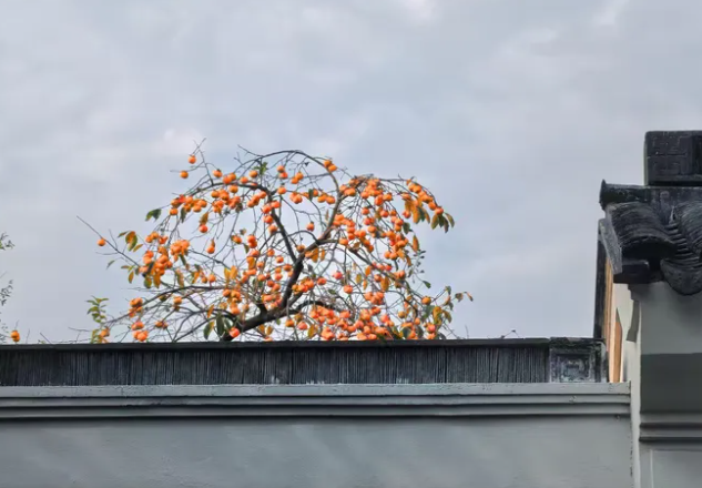 秋季为何越来越短了(今年南北季节体验差异显著)