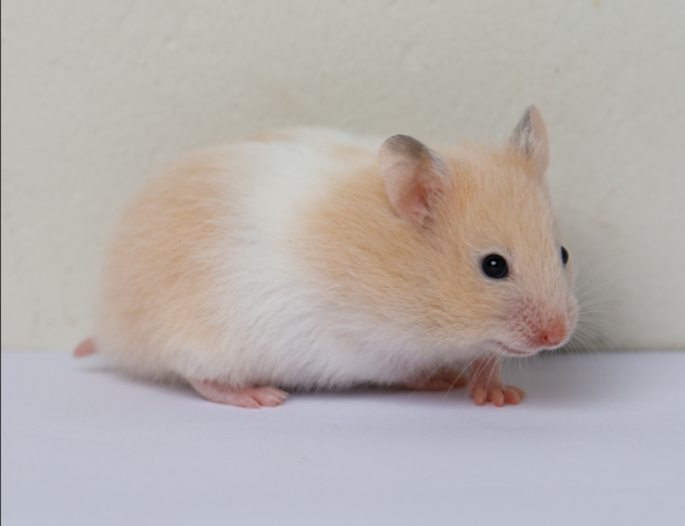 鼠鼠我啊要上天了(第一批小鼠航天员是如何选拔的) 鼠鼠我啊要上天了(第一批小鼠航天员是如何选拔的)