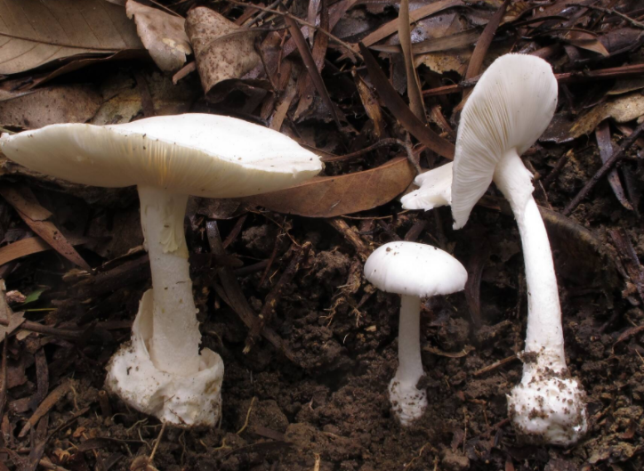 蘑菇吃着有龙虾味是咋回事?蘑菇凭啥鲜过肉甜过糖? 蘑菇吃着有龙虾味是咋回事?蘑菇凭啥鲜过肉甜过糖?