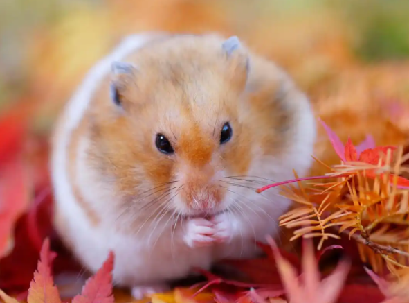 鼠鼠我啊要上天了(第一批小鼠航天员是如何选拔的) 鼠鼠我啊要上天了(第一批小鼠航天员是如何选拔的)