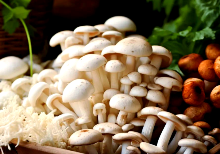 蘑菇吃着有龙虾味是咋回事?蘑菇凭啥鲜过肉甜过糖? 蘑菇吃着有龙虾味是咋回事?蘑菇凭啥鲜过肉甜过糖?