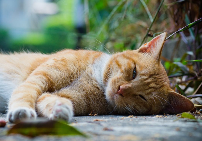 超两周的乏力还是秋乏吗?频繁累可能是身体发出的预警 超两周的乏力还是秋乏吗?频繁累可能是身体发出的预警