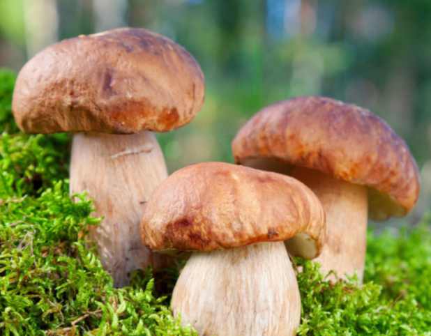 蘑菇吃着有龙虾味是咋回事?蘑菇凭啥鲜过肉甜过糖? 蘑菇吃着有龙虾味是咋回事?蘑菇凭啥鲜过肉甜过糖?