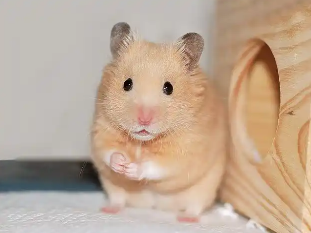 鼠鼠我啊要上天了(第一批小鼠航天员是如何选拔的) 鼠鼠我啊要上天了(第一批小鼠航天员是如何选拔的)