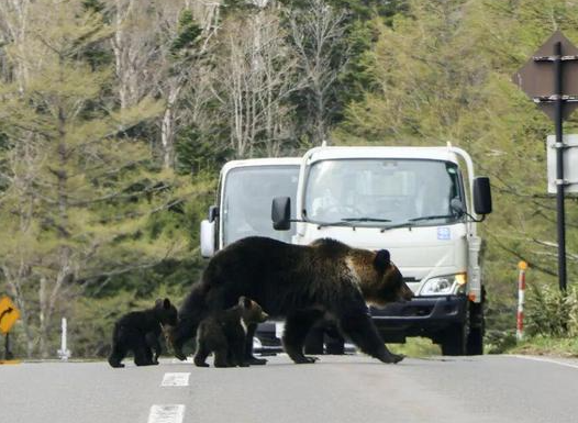 日本熊害死亡人数创新高 日本频繁发生熊袭人事件的原因有哪些