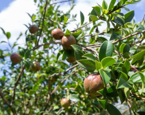 广东今年油茶籽产量预计达26万吨 广东全省油茶已实施新造林11.8万亩 广东今年油茶籽产量预计达26万吨 广东全省油茶已实施新造林11.8万亩