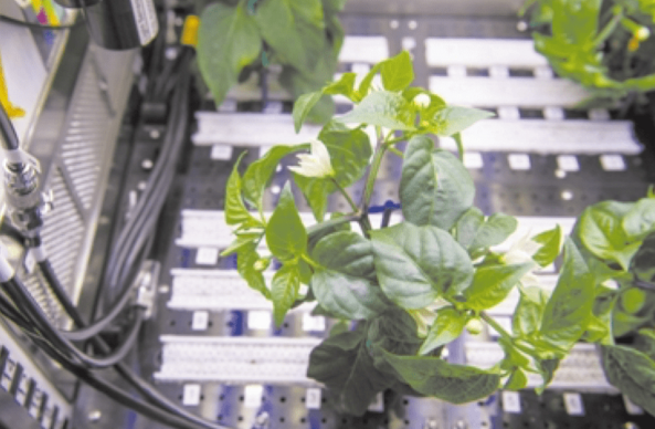 中国航天员在太空烤鸡翅 太空食物升级反映出我国太空技术的哪些进步 中国航天员在太空烤鸡翅 太空食物升级反映出我国太空技术的哪些进步