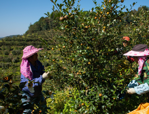 广东今年油茶籽产量预计达26万吨 广东全省油茶已实施新造林11.8万亩 广东今年油茶籽产量预计达26万吨 广东全省油茶已实施新造林11.8万亩
