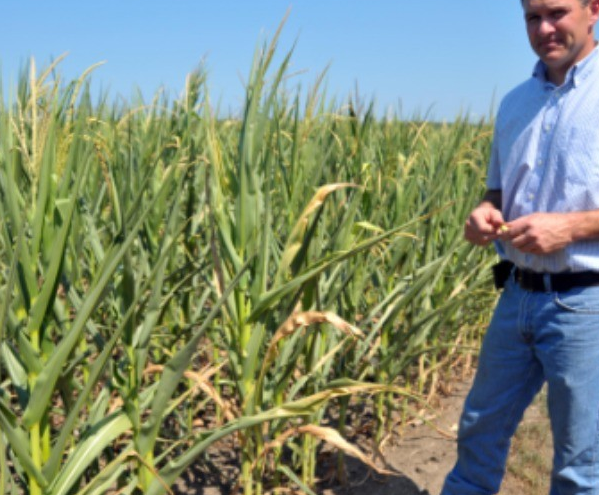 芝加哥小麦期货三天涨4.9%，芝加哥大豆跌超1.2%