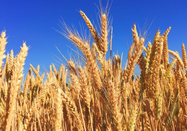 芝加哥小麦期货三天涨4.9%(国际小麦价格会受影响么) 芝加哥小麦期货三天涨4.9%(国际小麦价格会受影响么)