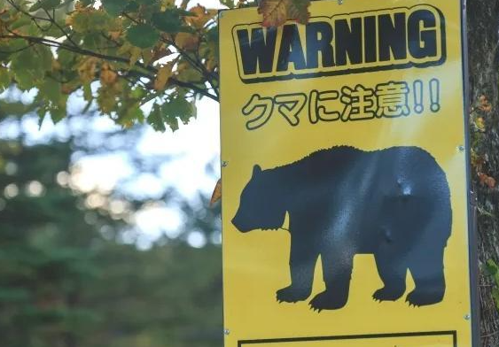 为治“熊害” 日本允许警察射杀熊 日本放宽枪支管理规定治理“熊害”
