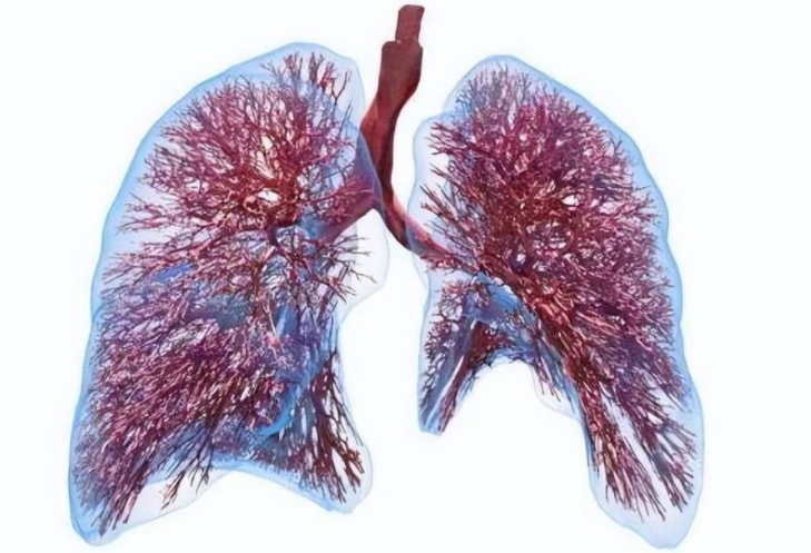 双十一期间多名主播喊破了肺泡(过度用力发声会喊破肺泡吗)