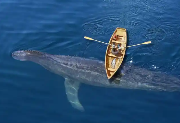 英国海边出现巨型海怪是啥(英国海边巨型海怪是康吉鳗)