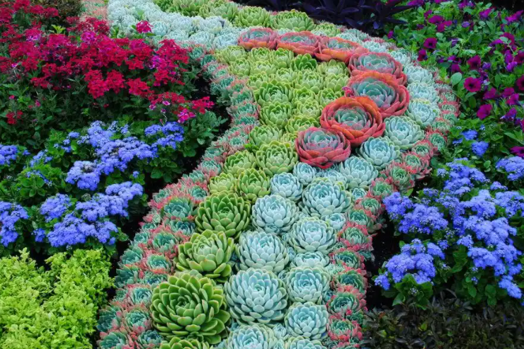 超市50块钱一斤的网红菜，竟是云南人的“绿化带”!