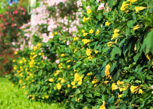 超市50块钱一斤的网红菜，竟是云南人的“绿化带”!