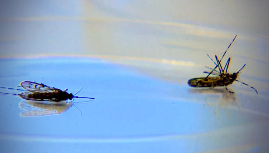 冰岛又发现一只蚊子！地球上的“无蚊净土”仅剩南极