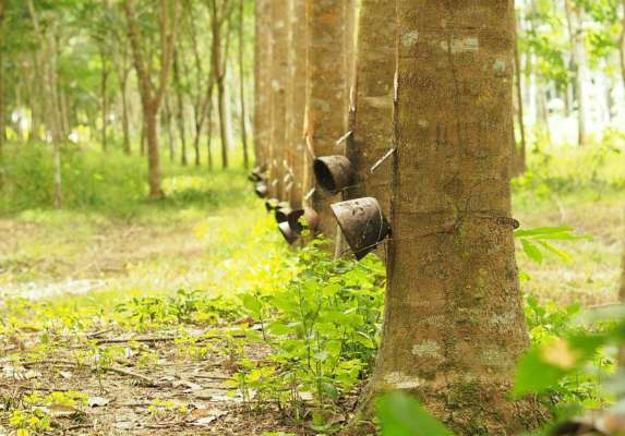 全球天然橡胶市场处于紧平衡状态 天然橡胶价格长期低迷的原因有哪些 全球天然橡胶市场处于紧平衡状态 天然橡胶价格长期低迷的原因有哪些