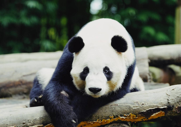 续写中马大熊猫合作新篇！大熊猫“辰星”“晓月”顺利抵达马来西亚