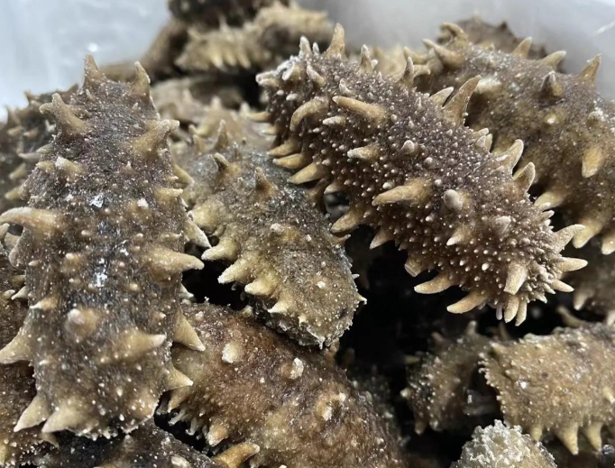 海参价格昂贵怎么吃最值？2025年冬季海参高效滋补吃法指南