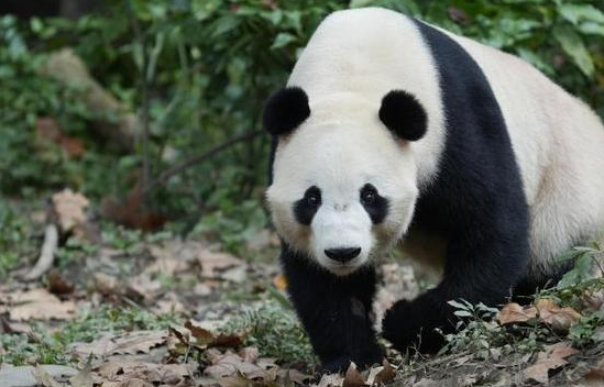 续写中马大熊猫合作新篇！大熊猫“辰星”“晓月”顺利抵达马来西亚