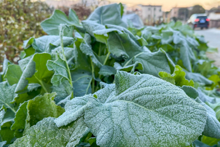 广东冷到“结冰”了(气温跌破0℃广东一地结冰了)