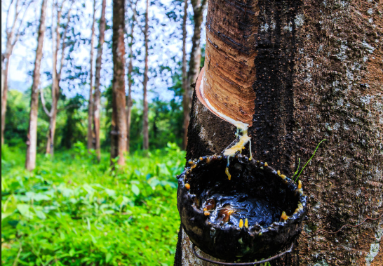 全球天然橡胶市场处于紧平衡状态 天然橡胶价格长期低迷的原因有哪些 全球天然橡胶市场处于紧平衡状态 天然橡胶价格长期低迷的原因有哪些