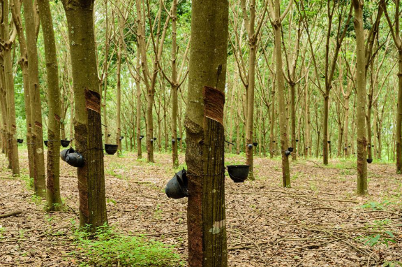 全球天然橡胶市场处于紧平衡状态 天然橡胶价格长期低迷的原因有哪些 全球天然橡胶市场处于紧平衡状态 天然橡胶价格长期低迷的原因有哪些