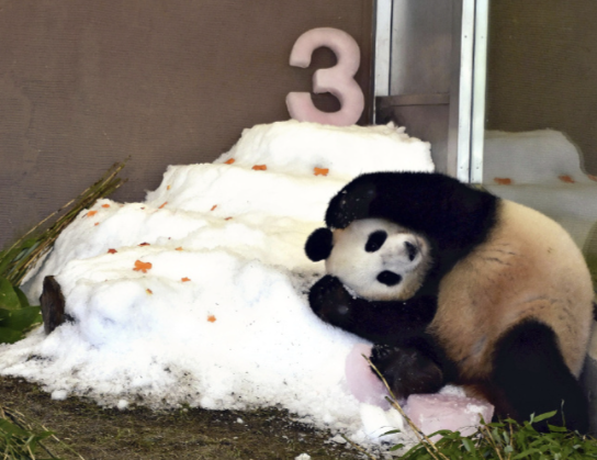 最后2只旅日大熊猫即将回国 中日关系紧张可能导致不会再有熊猫前往日本 最后2只旅日大熊猫即将回国 中日关系紧张可能导致不会再有熊猫前往日本