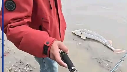 小伙钓到大鱼反吓扔鱼竿!小伙钓白色鲟鱼吓得放生后致电公安 小伙钓到大鱼反吓扔鱼竿!小伙钓白色鲟鱼吓得放生后致电公安