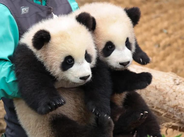 最后2只旅日大熊猫即将回国 中日关系紧张可能导致不会再有熊猫前往日本 最后2只旅日大熊猫即将回国 中日关系紧张可能导致不会再有熊猫前往日本