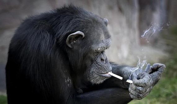 网红黑猩猩熟练抽烟引发热议!南宁动物园:网红黑猩猩正在戒烟!