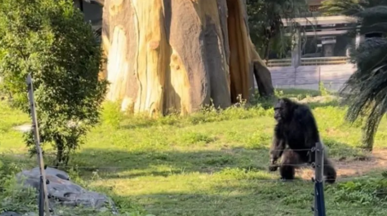 网红黑猩猩熟练抽烟引发热议!南宁动物园:网红黑猩猩正在戒烟! 网红黑猩猩熟练抽烟引发热议!南宁动物园:网红黑猩猩正在戒烟!