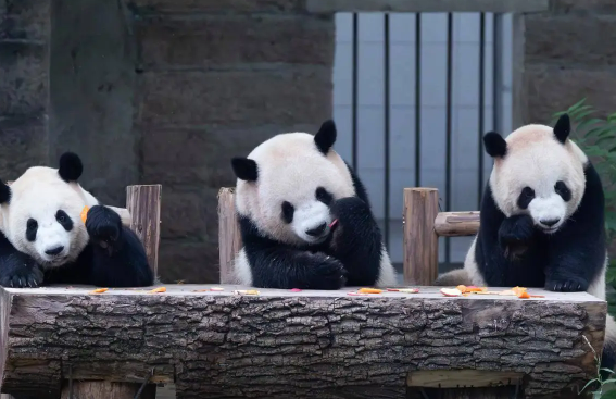 日本公众:希望大熊猫留在上野动物园 日本国内仅有的2只大熊猫将于明年回国