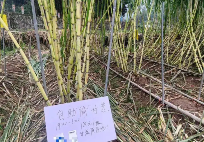 四川眉山“偷甘蔗农场”爆火！“偷甘蔗农场”有人只“偷”不给钱！